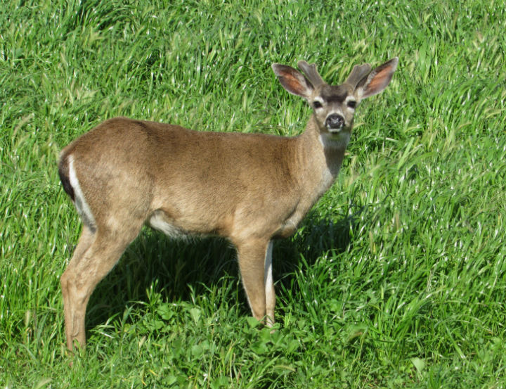 Mule Deer